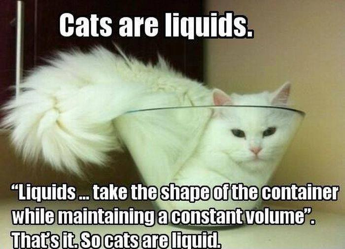 science-joke-cat-liquids
