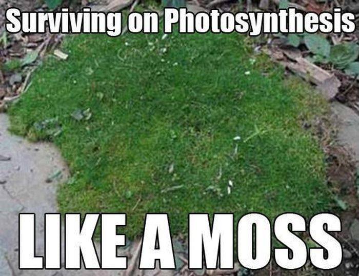 science-joke-photosynthesis