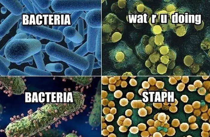 science-jokes-bacteria
